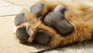 dog burned paws on hot pavement